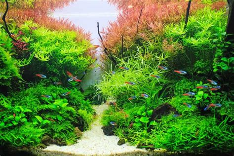 10 Low-Tech Aquarium Plants For Beginners