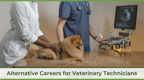 10 Non-Clinical Career Paths For Vet Techs