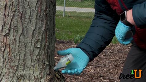 5 Tree Trimming Tips With Tree Tech Snipper