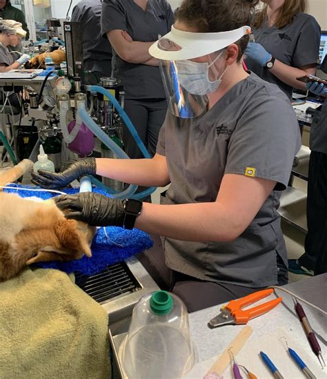 5 Ways Pima Medical Prepares Vet Techs For Success