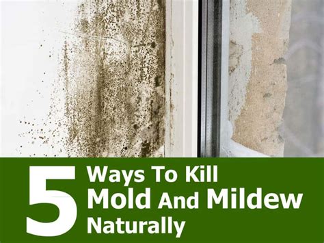 5 Ways Tech Mold Arizona Improves Your Home