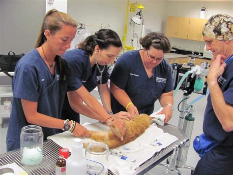 5 Ways To Excel In Hcc Vet Tech Program