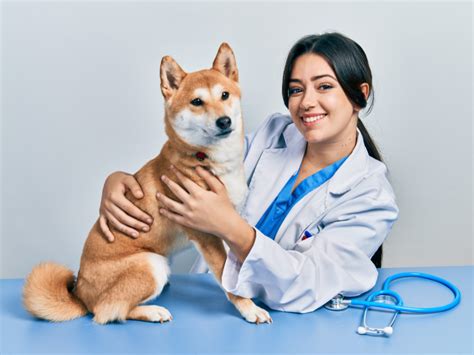 5 Ways Vet Techs Can Enhance Patient Care