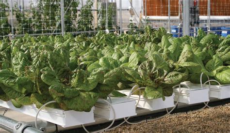 7 Hydro Tech Hydroponics Tips