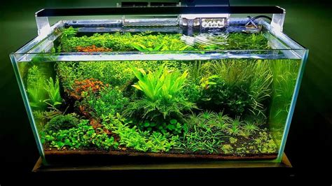 7 Low Tech Aquascaping Ideas For Beginners