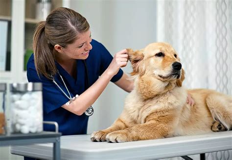 7 Relief Vet Tech Jobs To Explore