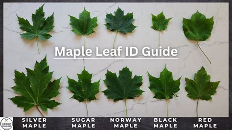 7 Ways To Use Tech For Leaf Identification