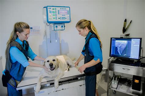 Animal Radiology Technician: A Vital Role In Pet Care