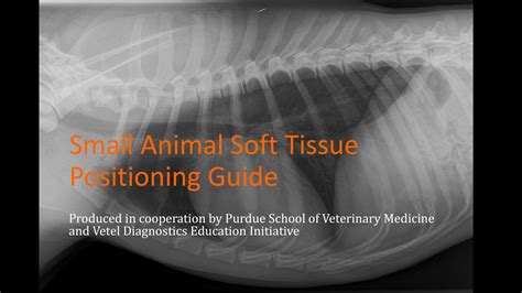 Animal X-Ray Tech: A Guide To Veterinary Imaging