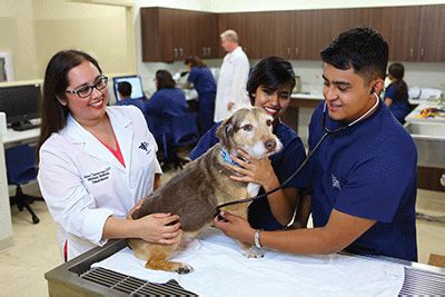 Become A Vet Tech At Pima Medical Institute