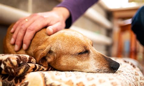 Can A Vet Tech Euthanize An Animal: Know The Facts