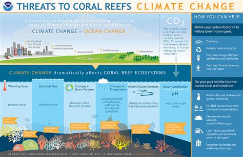 Changes In Ocean Conditions Affecting Marine Life