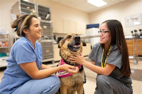 Crc Vet Tech Program: Prepare For A Rewarding Career