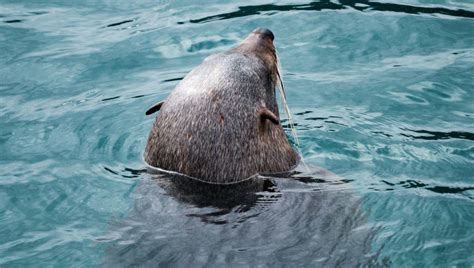 Disturbing Reality Of Seal Clubbing Exposed In Shocking Gif