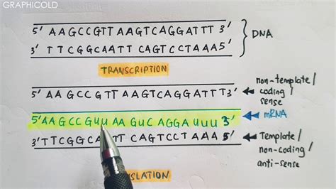 Dna Replication: Template Vs Non-Template Strand Explained