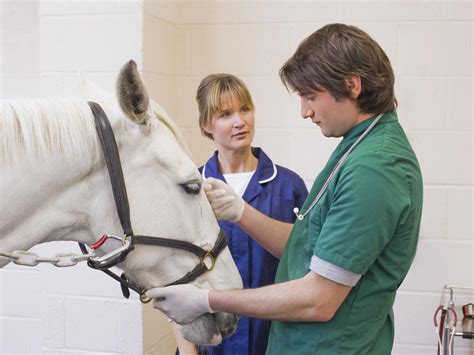 Equine Vet Tech Schools: Top Programs And Careers