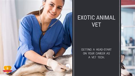 Exotic Vet Tech Careers And Requirements Revealed