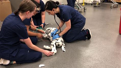 Hcc Vet Tech: Empowering Veterinary Careers In Texas