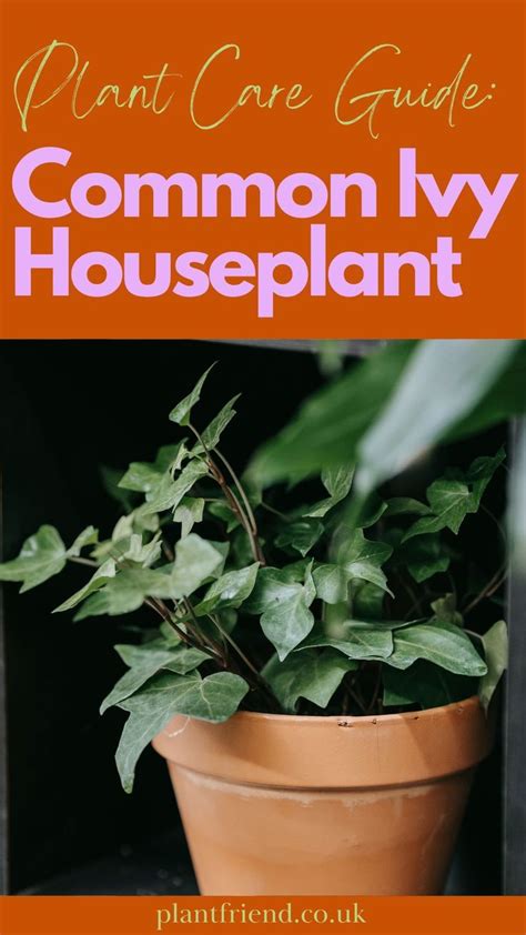 Livy Ivy Plant Care And Decoration Guide