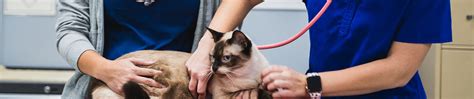 Lmu Vet Tech Program: A Comprehensive Guide