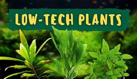 Low Tech Aquarium Plants For A Thriving Tank