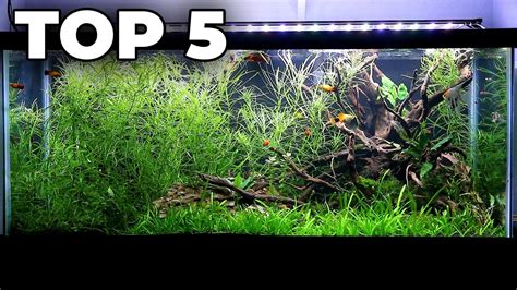 Low-Tech Aquarium Plants For Easy Care And Success