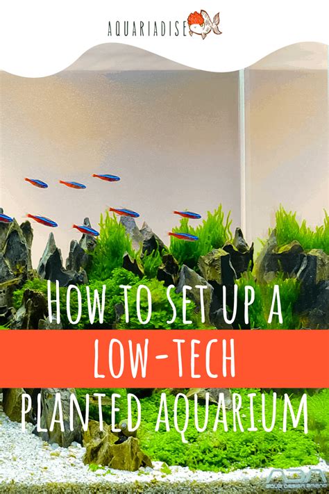 Low Tech Saltwater Aquarium Setup And Maintenance Guide