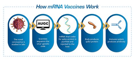 Mrna Tech In Some Vaccines Explained