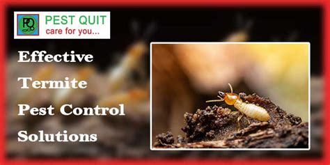 Pro Tech Pest Services: Effective Solutions For Your Home