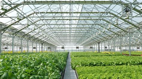 Revolutionizing Farming: The Rise Of Farm Tech Greenhouses