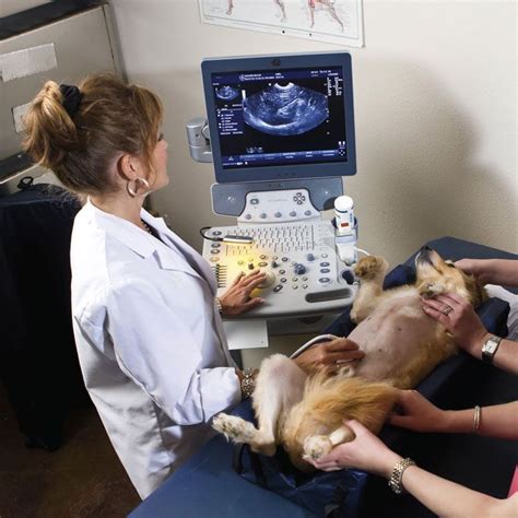 Top 5 Veterinary Ultrasound Tech Trends