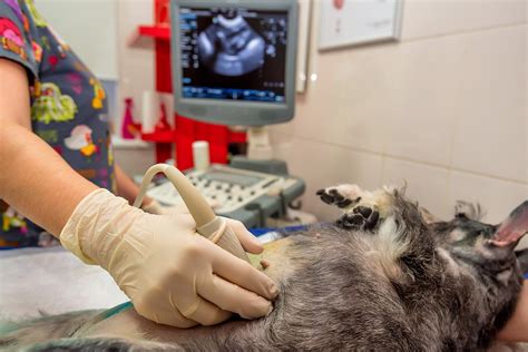 Ultrasound Vet Tech: A Growing Career In Animal Care