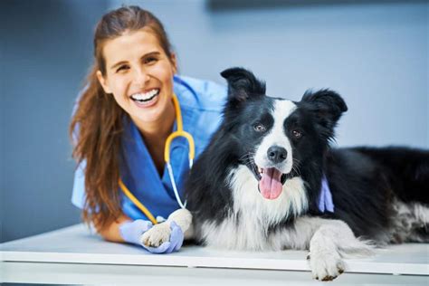 Vet Tech Instructor Jobs: Teaching The Next Generation