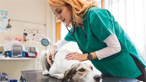 Vet Tech Programs In Utah: A Comprehensive Guide