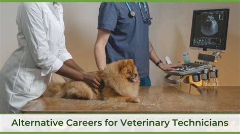 Vet Techs: 10 Alternative Careers Beyond Animal Hospitals