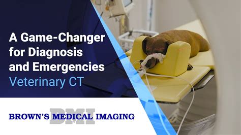 Vet Ultrasound Tech: A Diagnostic Game Changer