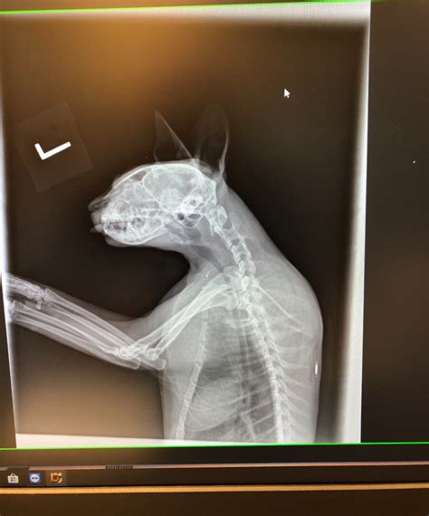 X Ray Tech For Animals Veterinary Imaging Solutions