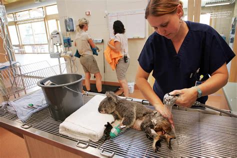 Zoo Vet Tech: Caring For Wild Animals Up Close